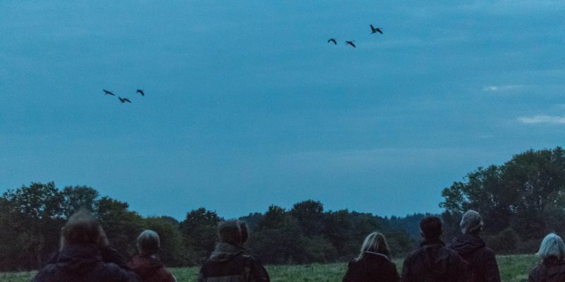 Foto: Abendliche Kranichführung. Fotoautorin: Susanne Hoffmeister